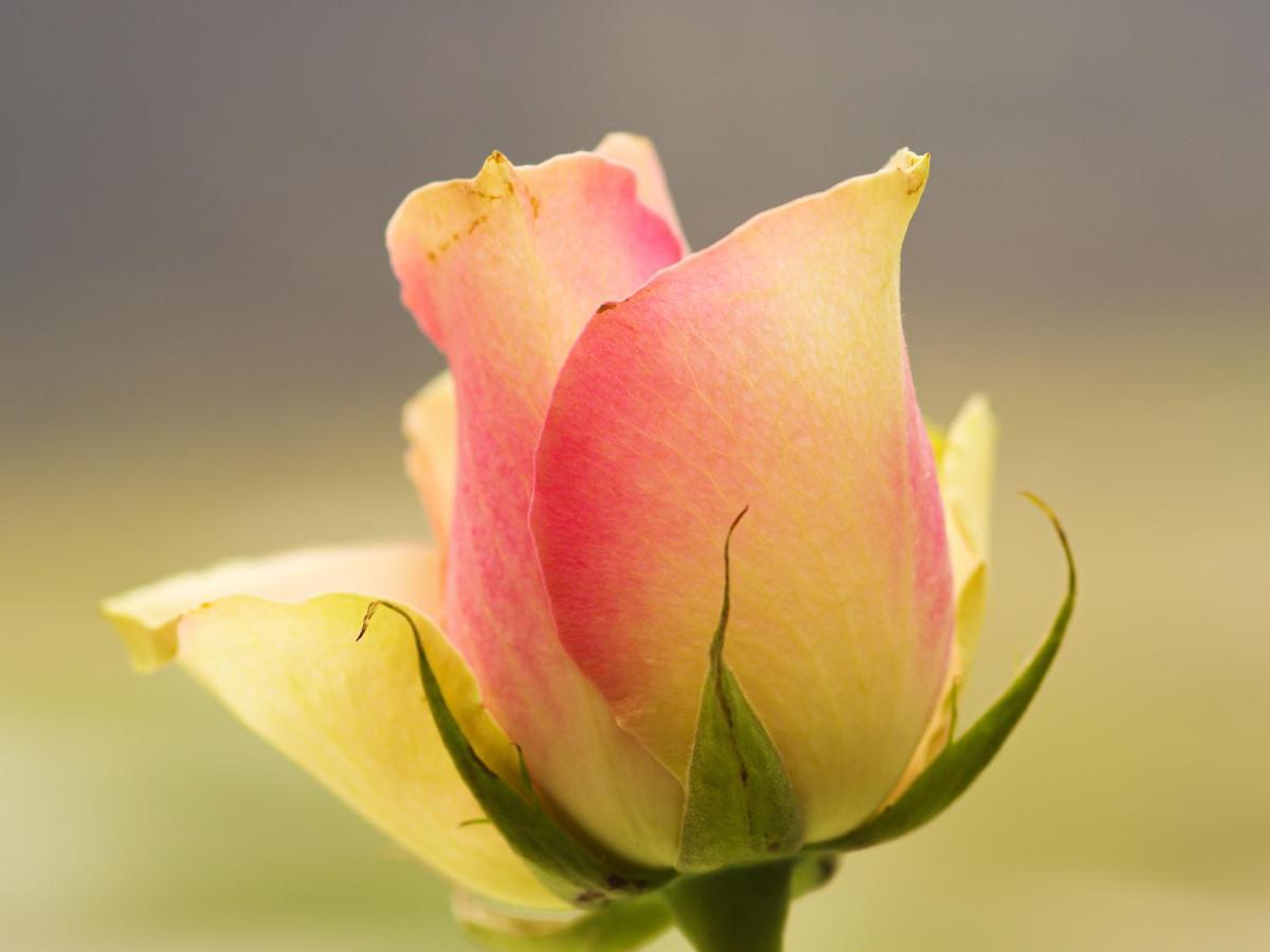 Herberge Zur Rose Brotterode Exteriör bild