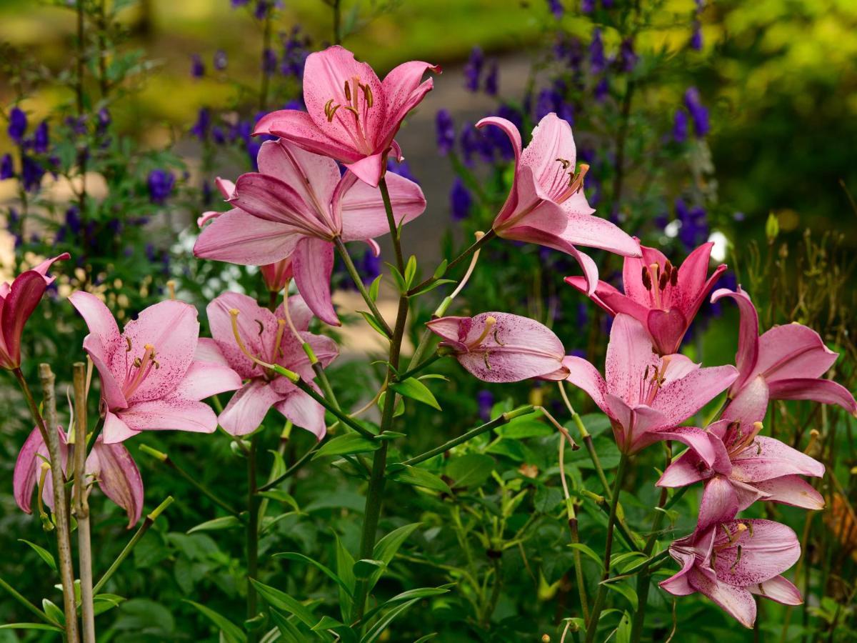 Herberge Zur Rose Brotterode Exteriör bild